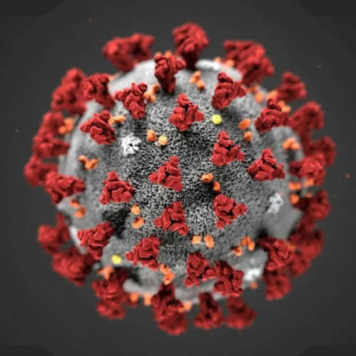 corona virus